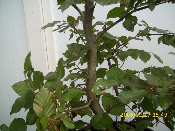 Bonsai6_015_600x450.jpg