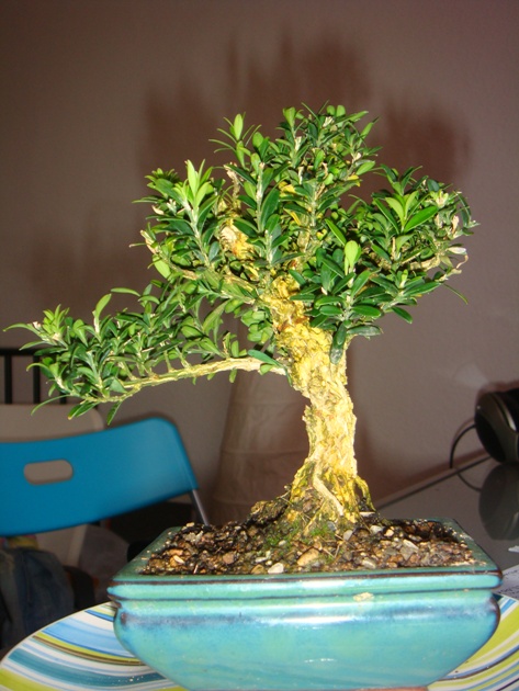 5-jähriger Buxus harlandii