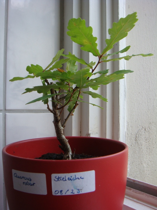 2-jährige Quercus robur