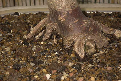 bonsai_28.04._014ba.jpg