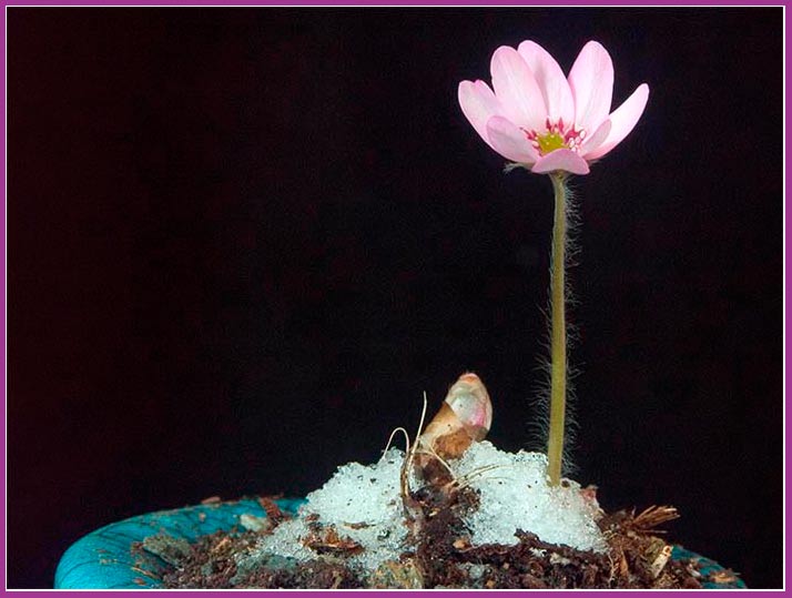 Hepatica-1.jpg