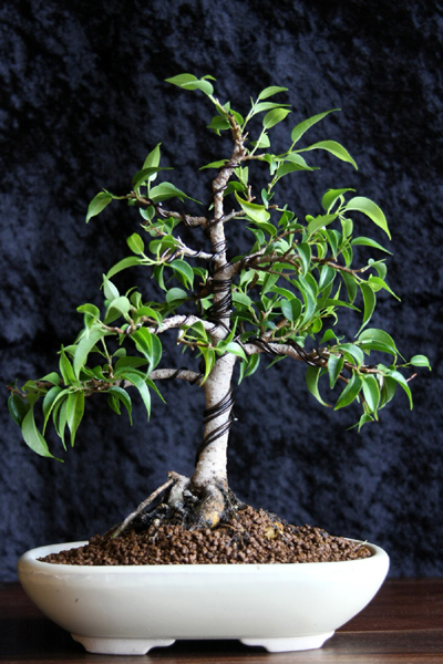 Ficus Benjamin ca. 3 1/2 - 4 Jahre alt