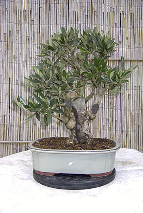 bonsai_28.04._009ba.jpg