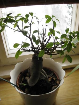 bonsai.jpg