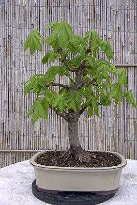bonsai_28.04._012ba.jpg