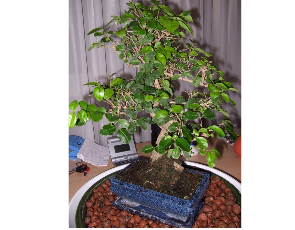 Der Bonsai mal ganz