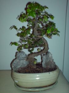 Bonsai - komplett.jpg