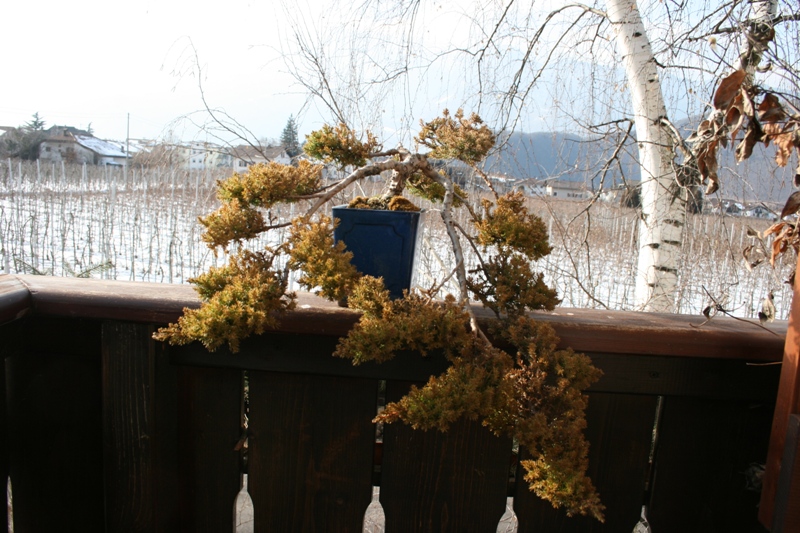 Kopie von Jänner09 101.jpg