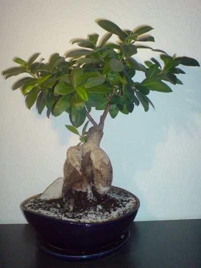 DSC00716.JPG