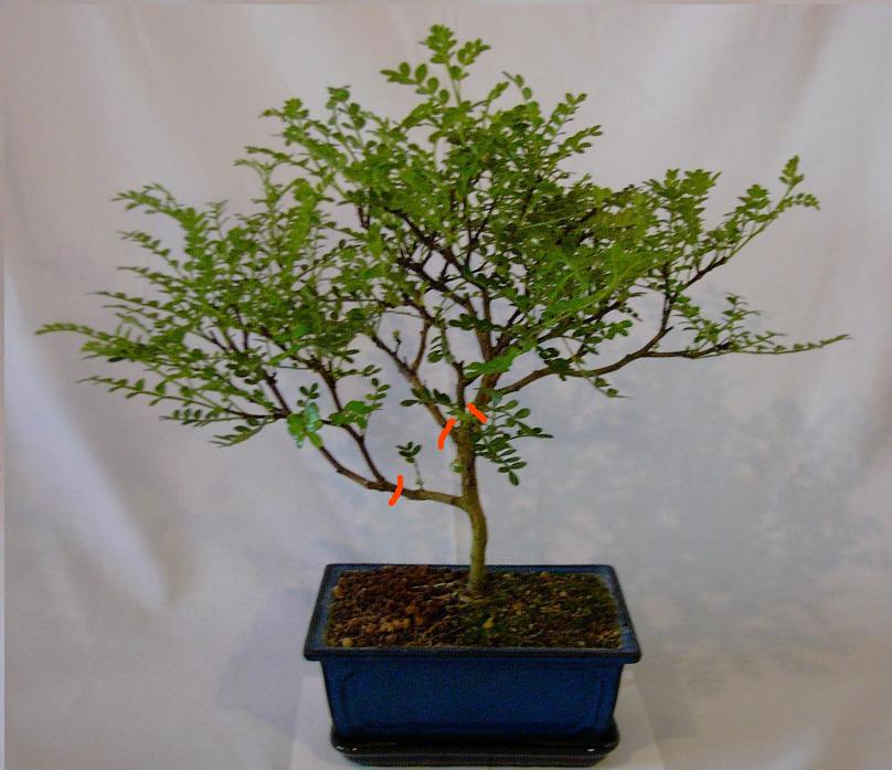 zanthoxylum_piperitum_tp.jpg