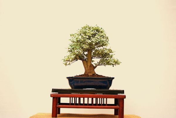Ligustrum sinensis panaschiert