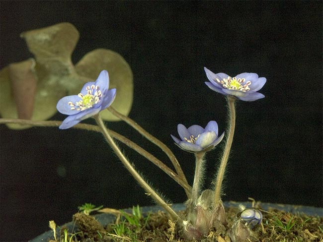 Hepatica-nobilis 2.jpg