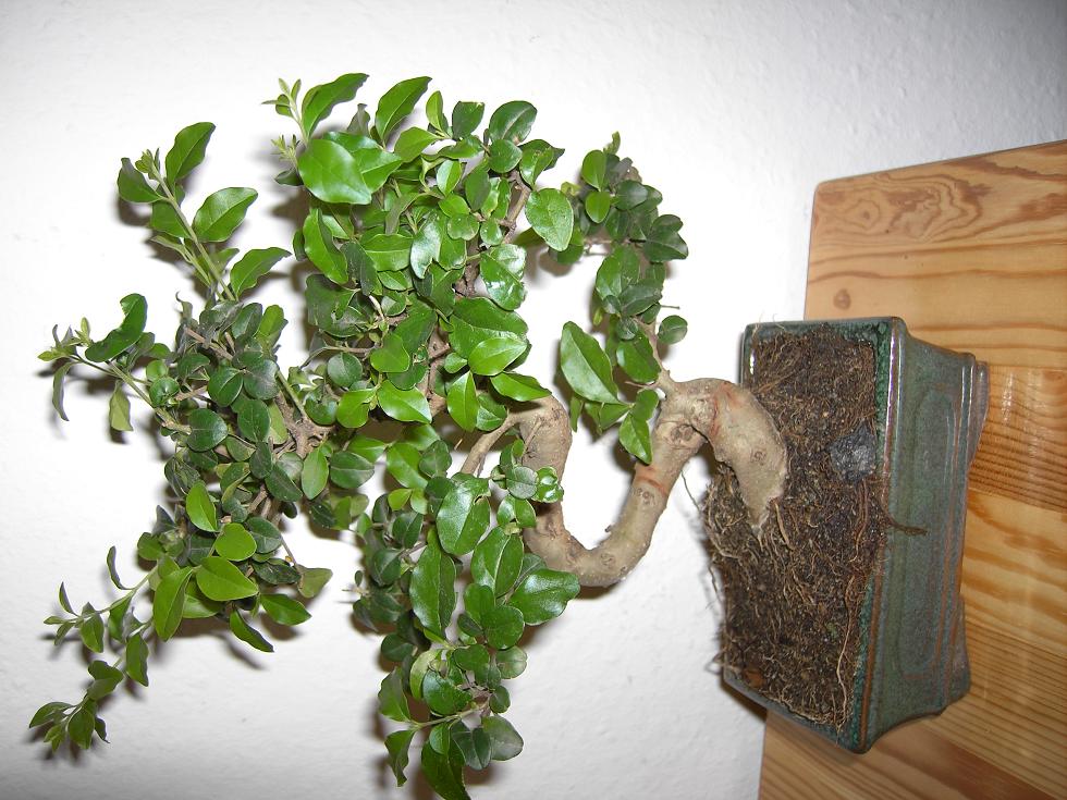 Kranker Baum 017.JPG