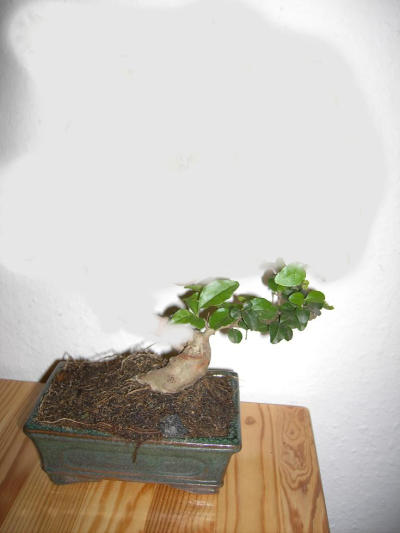 kranker_baum_017_984.jpg