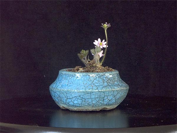 Hepatica-transsilvanica-3.jpg