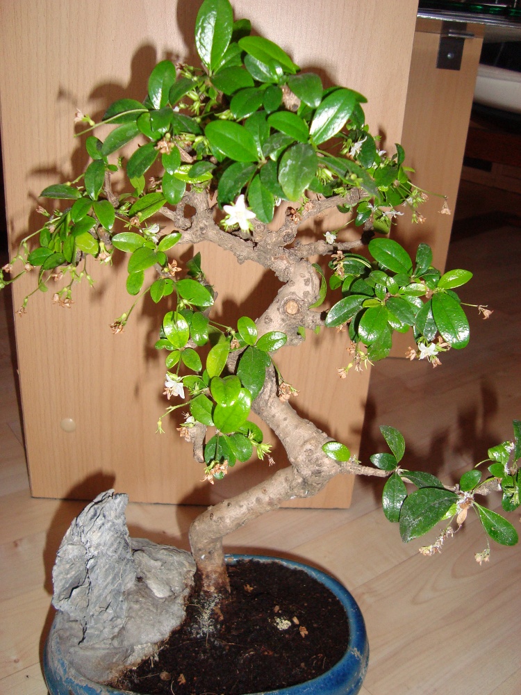 DSC01257x.JPG