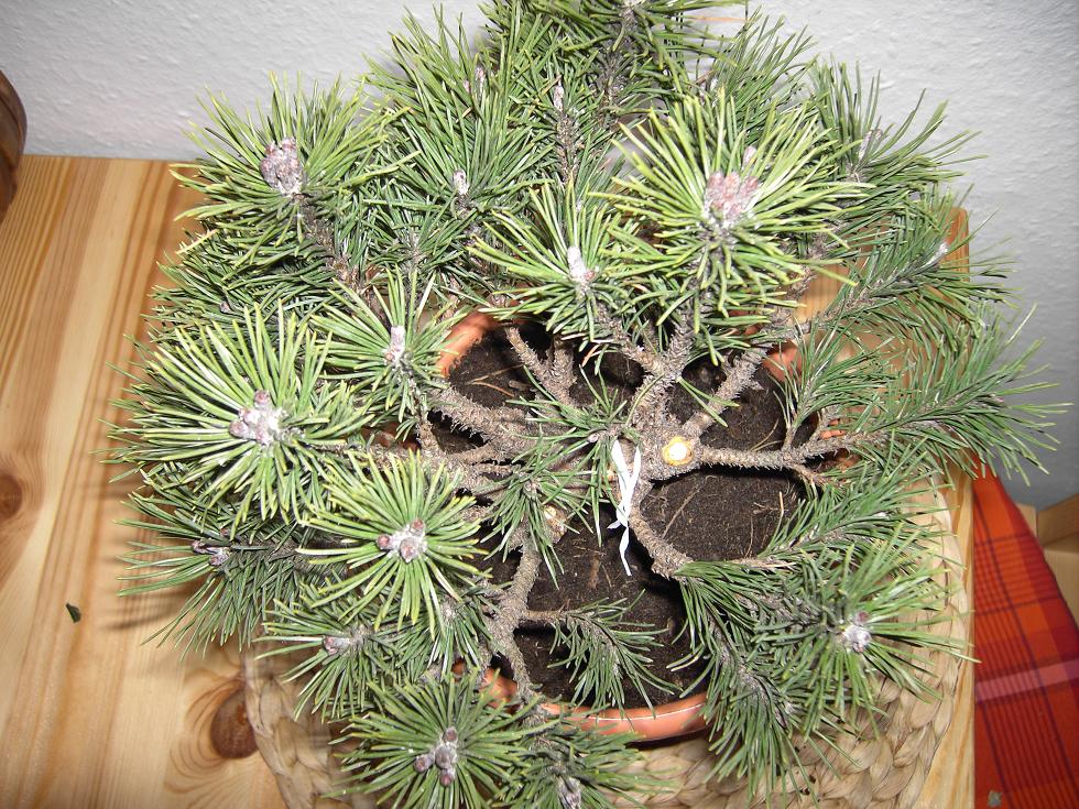 Pinus mugo mops 017.JPG