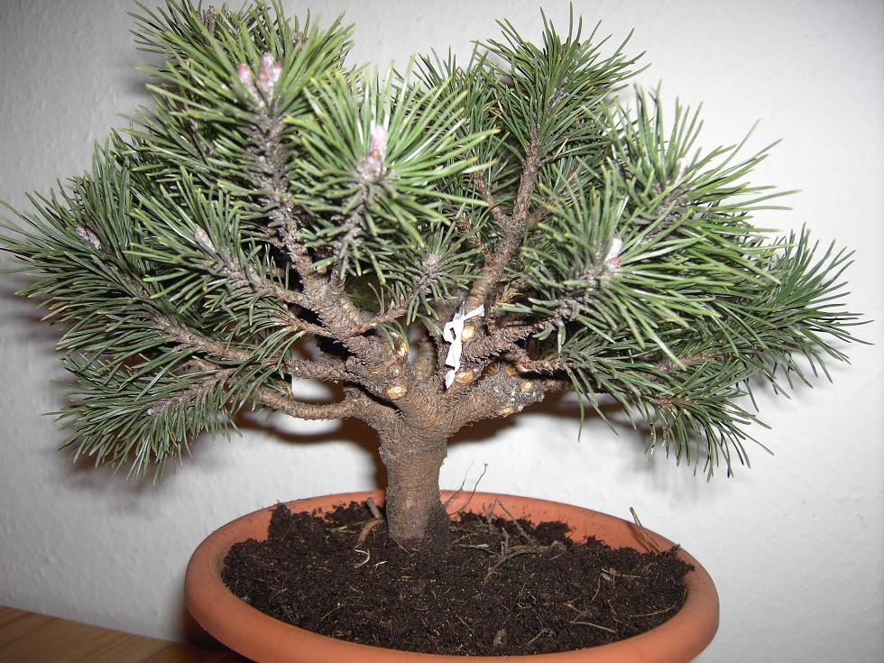 Pinus mugo mops 008.JPG