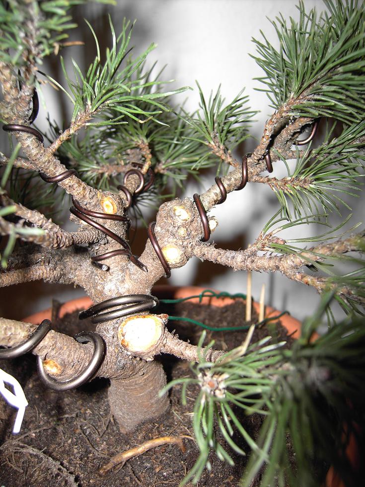 Pinus Mugo Mops Schnittstellen.JPG