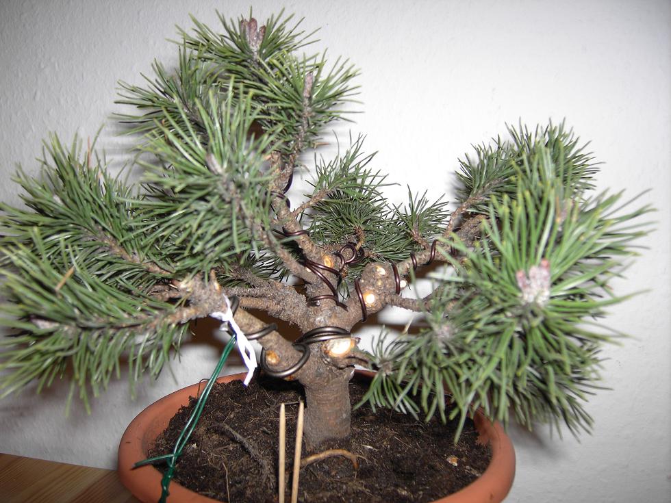 Pinus mugo mops  Ansicht2.JPG
