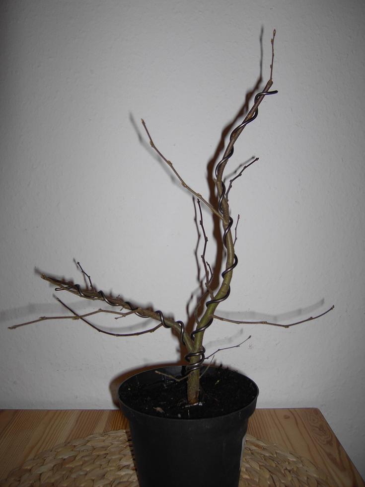 Carpinus betulus 2.JPG