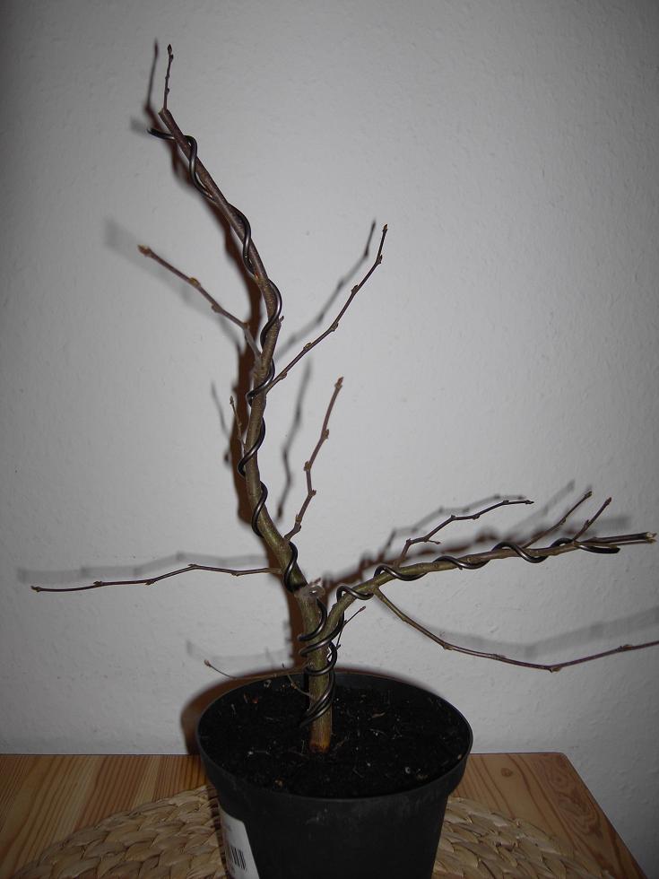 Carpinus betulus 1.JPG