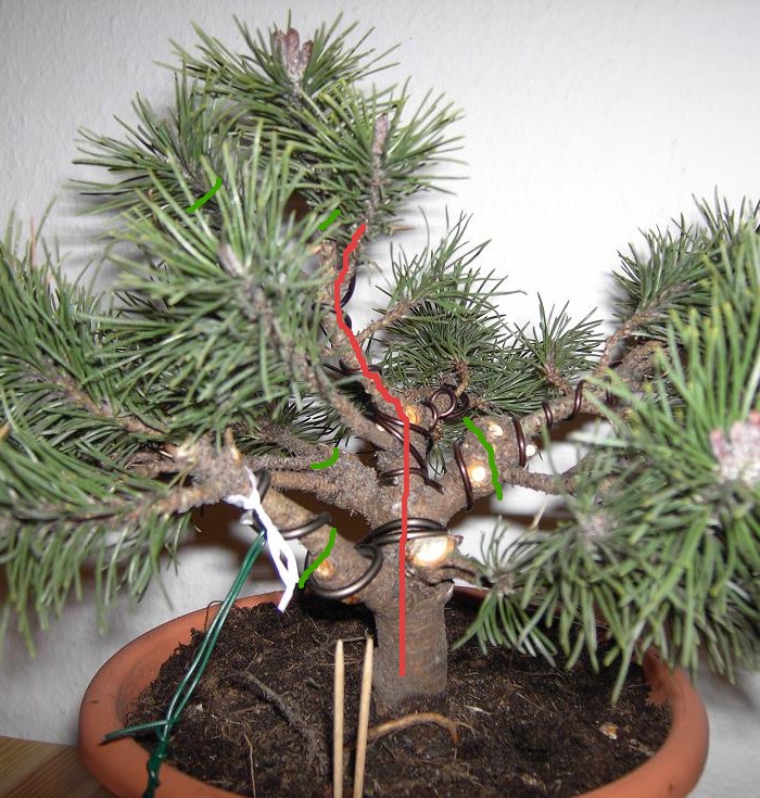 pinus_mugo_mopstp.jpg