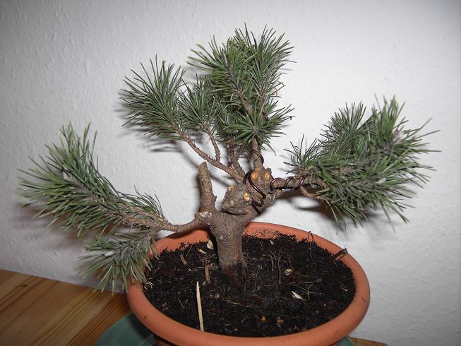 Pinus Mugo Mops 032.JPG