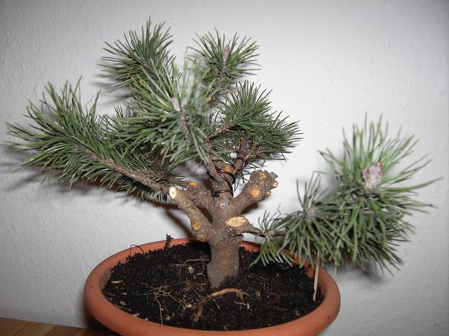 Pinus Mugo Mops 035.JPG