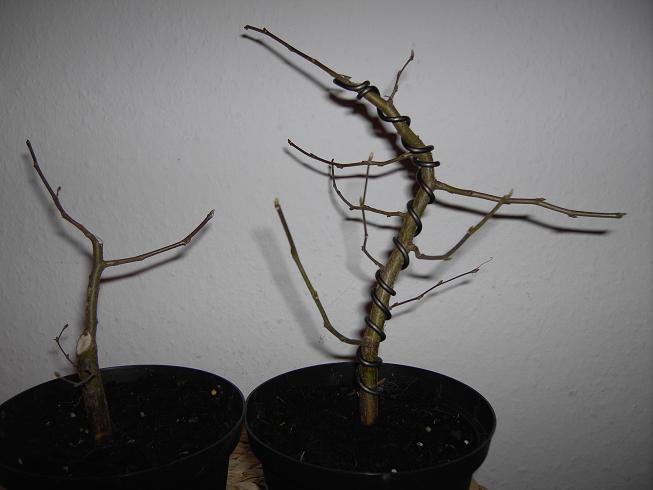 Carpinus 006.JPG
