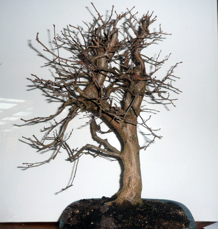 Hainbuche2.jpg