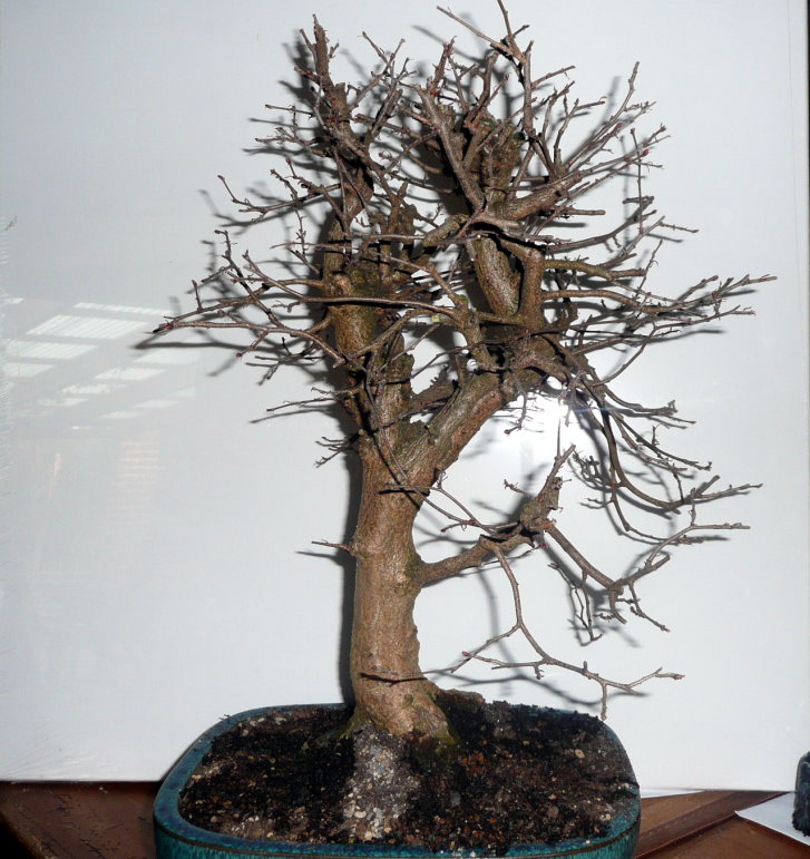 hainbuche1.jpg
