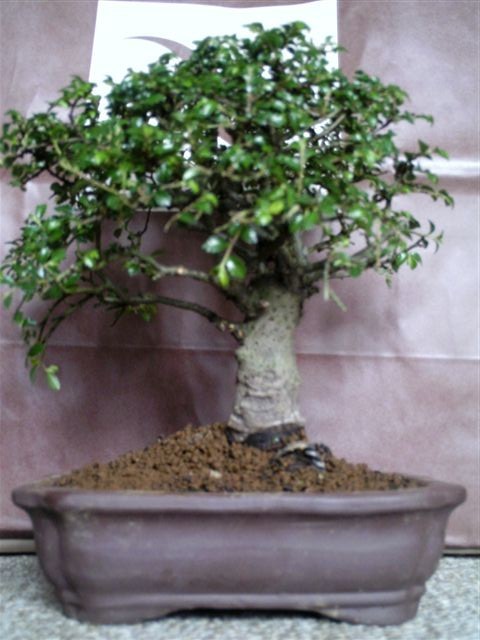 bonsai braun.jpg