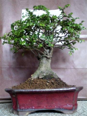 bonsai rot.jpg