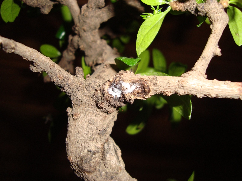 DSC01265.JPG