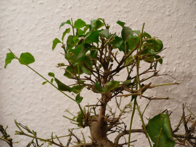 b3.jpg