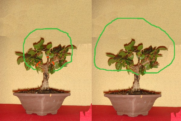 links Dimension des Baumes nach Rückschnitt (rot), rechts ohne Rückschnitt