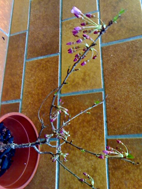 29-03-09_1032.jpg