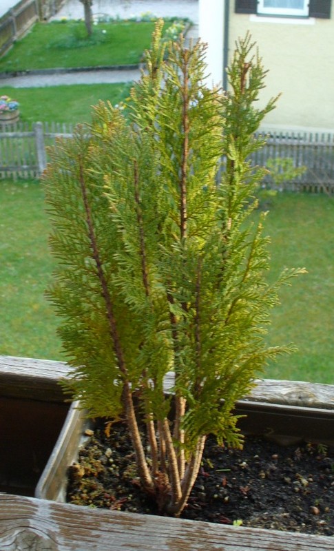 Meine kleine Thuja macht jetzt auch was her, nachdem sie unter die Schere kam und tote Zweige verloren hat.