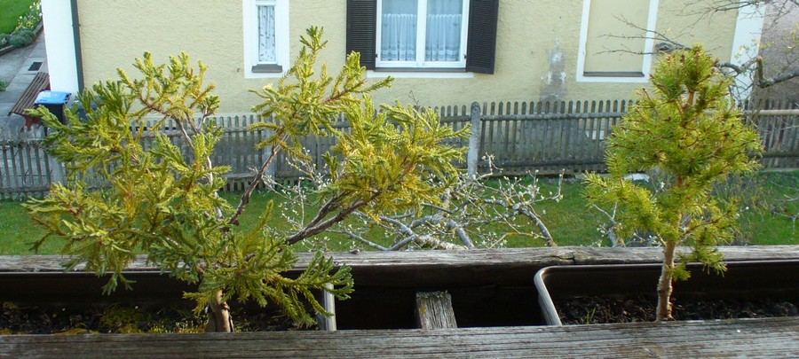 Den Wacholder habe ich von allen toten Ästen und Laub befreit und die Zuckerhutfichte sieht jetzt endlich aus wie ein &amp;quot;Baum&amp;quot;.