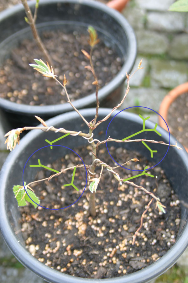 Ziel wäre es ja, dass neue ästchen irgenwann mal auch am stammnahmen bereich des mutterastes wachsen - vorallem die blau gekennzeichneten äste sind momentan sehr kahl - wird sich das noch ändern - oder habe ich es zu einem früheren zeitpunkt versäumt eine