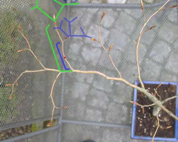 Hier der hauptast, der später auch einmal die hauptkrone bilden wird - hieran ist die frage gut festzumachen - betrachtet man sich einmal den &amp;quot;blauer abstand&amp;quot; also die astlänge bis zur ersten knospe, so erscheint mir dieser bis zur ersten gabelu