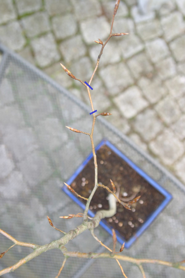 Ebenso wie der vorangegangene Ast, entfernt sich dieser einzelne ast schon sehr weit vom Stamm und ist relativ &amp;quot;gagelig&amp;quot;. Soll ich evtl besser jetzt schon an den blauen stellen einkürzen und über eine kleien verzweigung erzeugen bevor es &amp;quot;