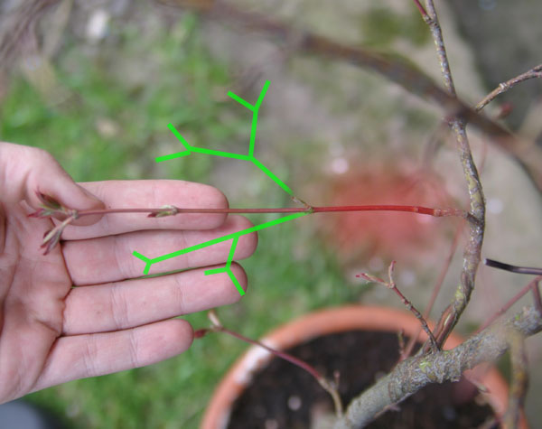 Auch ein wunderbares beispiel - So sehen zunächst mal viele äste an meienn bäumchen aus . sie wachsen einfach in die länge - was ich gerne erreicht hätte - oder erreichen würde wäre eine, wie hier in grün beispielhafte verzweigung - eben ein blätterdächle