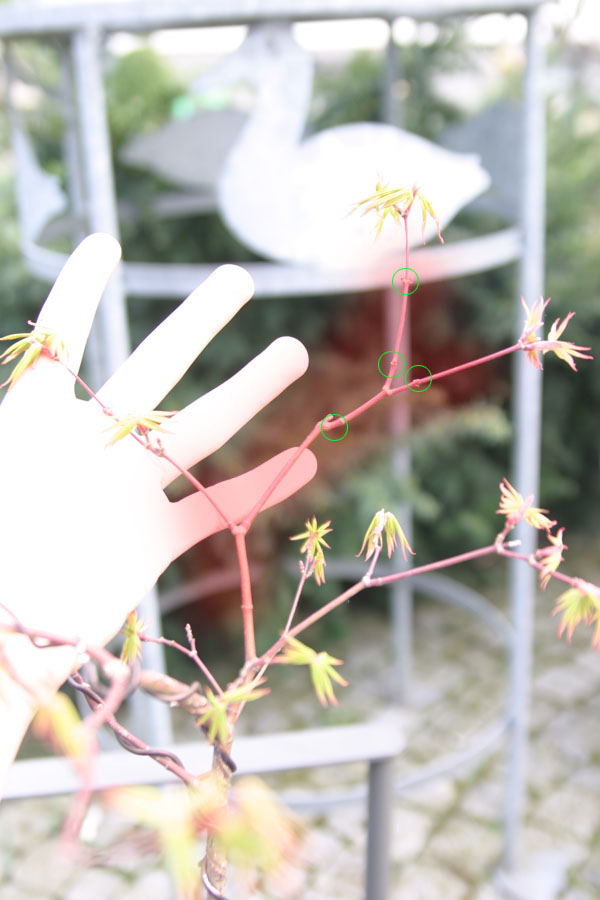 Ein weiterer Ast - der rote bereich ist komplett unbelaubt - an den grün makierten stellen befinden sich wohl irgendwelche knotenpunkte ?! - ist es möglich in diesem bereich ( vielleicht an den knotenpunkten, so es solche sind) eine ästchenbildung zu erre