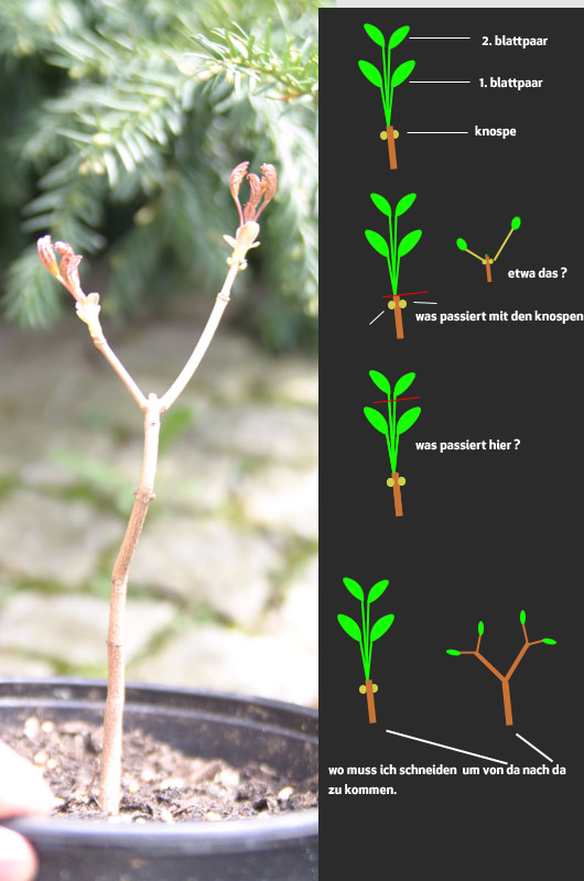 Wie erreiche ich eine bestmöglich verästelung - wann sollte ich welchen schnitt machen und CO