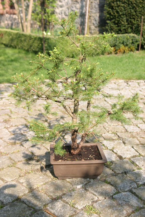 Hier auch aus einer baumschulpflanze - gestaltet seit 2 jahren - auch gerade ohne draht.