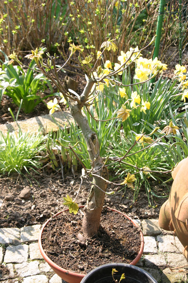 ahorn ohne draht ( zweige in der krone werden mir wieder zu gagelig )