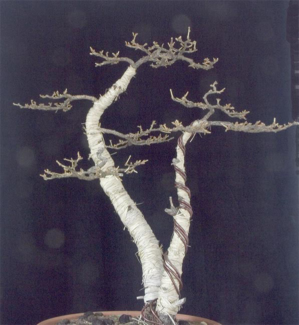 PICT2291.jpg