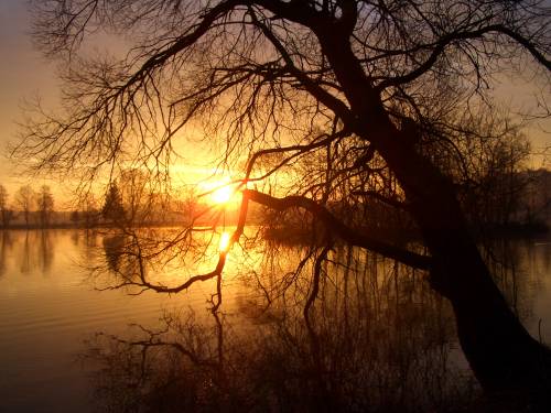 Toller Sonnenaufgang im März 2007 - Im Bild zu sehen eine tolle alte Weide, mit schönen knorrigen Ästen...!